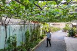 Trương Văn Ở - Vườn nho trĩu quả thu 200 triệu mỗi năm ở Sài Gòn
